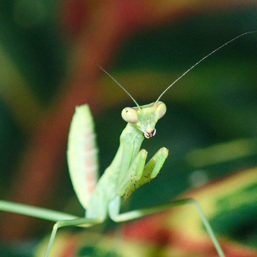 Buy Zebra Mantis (O. zebrata) For Sale at PanTerra Pets